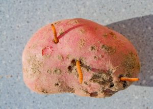attaque de larves de taupins sur une pomme de terre
