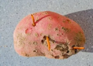attaque de larves de taupins sur une pomme de terre