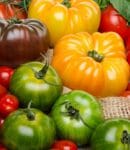 Comment choisir vos variétés de tomates : 5 critères qui font la différence Choisir variétés tomates pour culture