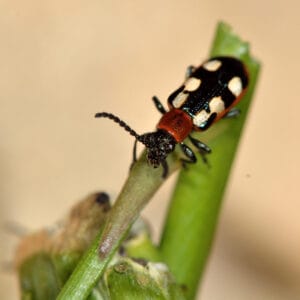 Criocère de l'asperge (Crioceris asparagi)