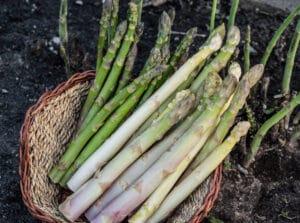 asperges vertes ou asperges blanches