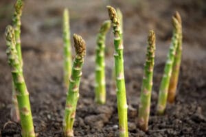 Levée d'asperges vertes