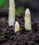 Culture d'asperges au potager en permaculture