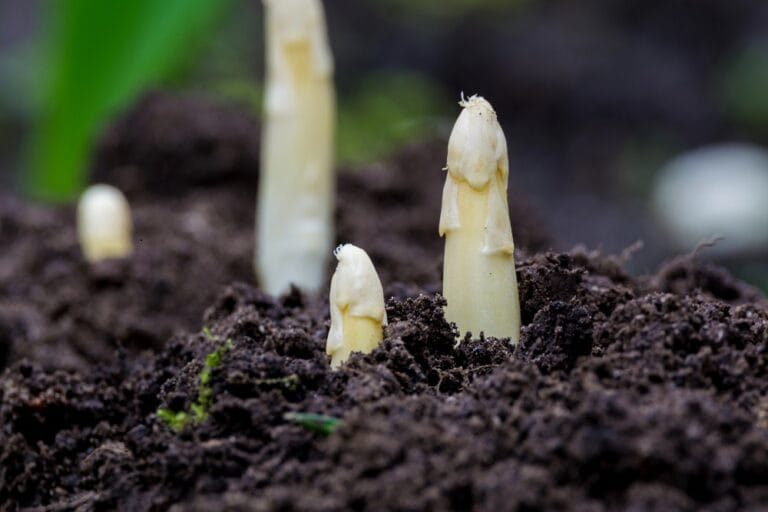 Culture d'asperges au potager en permaculture