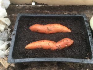1/2 patate mise )à germer dans terreau