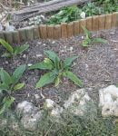 Faim d’azote au potager : causes, symptômes et solutions faim d'azote sur plant de consoude au potager naturel