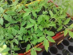 Plants de tomates pour plantation début mai