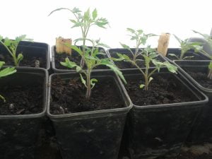 Plants de tomates repiqués en godets individuels