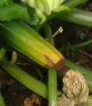 Mes courgettes avortent... Elles jaunissent et pourrissent... pourquoi et comment y remédier ? Courgette avortent