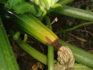 Courgette avortent