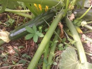 2 courgettes bien développées