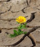 Comment adapter notre façon de jardiner aux changements climatiques ? Changements climatiques et sécheresse au jardin