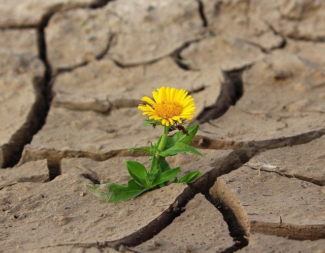 Changements climatiques et sécheresse au jardin