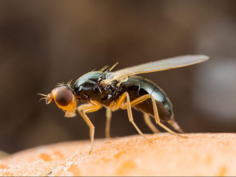 Mouche de la carotte