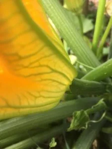 Fleur courgette femelle - embryon visible