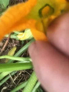 Fleur courgette mâle - 1 étamine