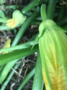 Fleur courgette mâle - pas d'embryon