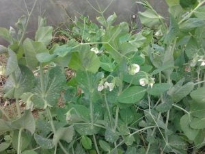 Feuilles de pois