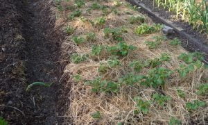 pommes de terre sous paille