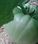 Mes tomates restent vertes et ont du mal à mûrir... Tomates restent vertes et murit lentement