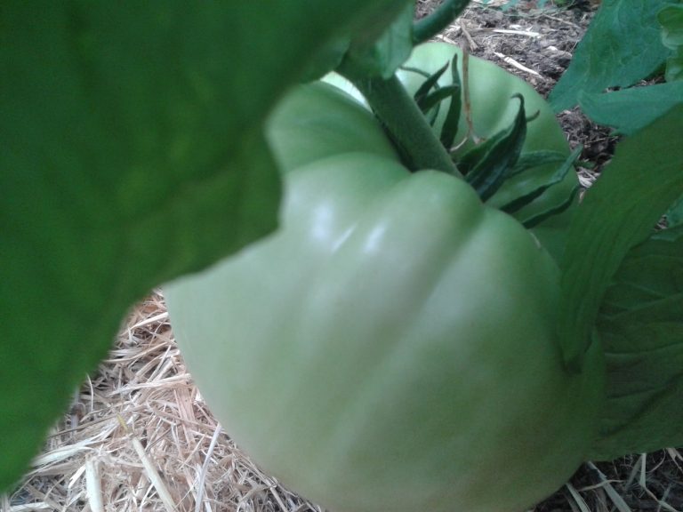 Tomates restent vertes et murit lentement