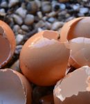 Coquilles d'œufs au jardin : limaces, cloque, cul noir... Est-ce vraiment efficace ? coquilles-oeufs