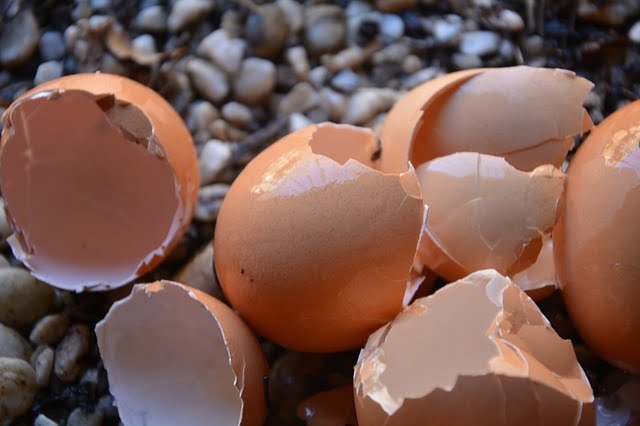 Coquilles d'œufs au jardin : limaces, cloque, cul noir... Est-ce vraiment efficace ?