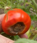 Cul noir, ou nécrose apicale, des tomates - Comment l'éviter Cul noir, ou nécrose apicale de la tomate