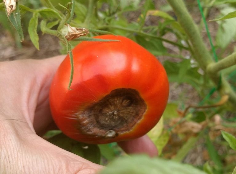 Cul noir, ou nécrose apicale de la tomate