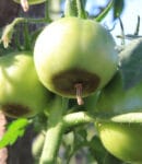 Cul noir de la tomate (nécrose apicale) : causes et prévention Cul noir, ou nécrose apicale de la tomate
