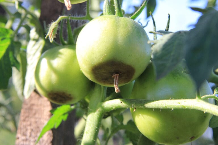 Cul noir, ou nécrose apicale de la tomate