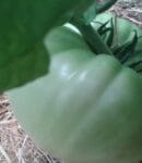 Tomates restent vertes et murit lentement