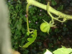 Les tomates restent vertes sur ce plant situé à l'ombre