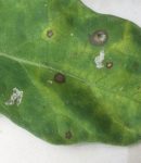L'alternariose, une maladie cryptogamique touchant de nombreuses cultures... Alternariose sur feuille d'aubergine