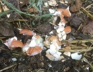 Coquilles d'œufs au jardin