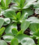 Culture de la mâche au potager naturel : semer, planter, protéger, récolter Culture de mâche au potager bio