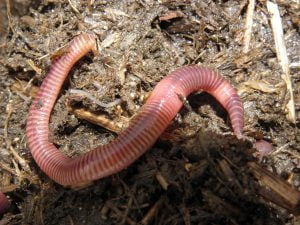 vers de compost (épigés)