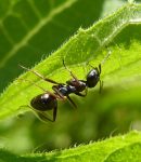 Les fourmis au potager fourmi