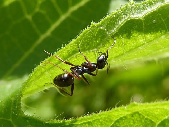 Les fourmis au potager en permaculture