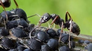 Les fourmis sont des éleveuses de pucerons Fourmis éleveuses de pucerons
