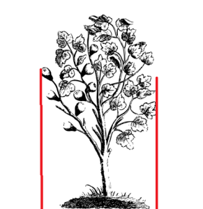 Aplomb de la ramure d'un arbre