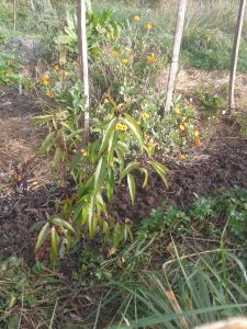 Transplanter un arbre - Est-ce nécessaire