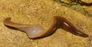 Obama nungara, une espèce de plathelminthe particulièrement invasive