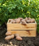 Culture de pommes de terre au potager bio