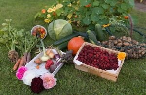 Quels légumes cultiver selon le type de sol ?