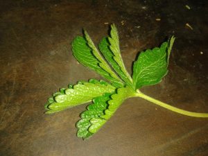 Feuille de potentille rampante