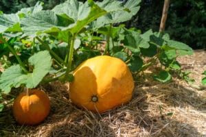Culture de courge sur sol paillé
