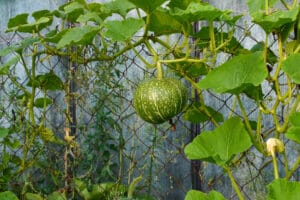 Culture suspendue de courges pour gagner de la place