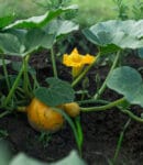 Culture de courges au potager bio