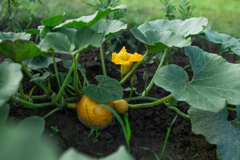 Culture de courges : semis, plantation, rcolte au potager